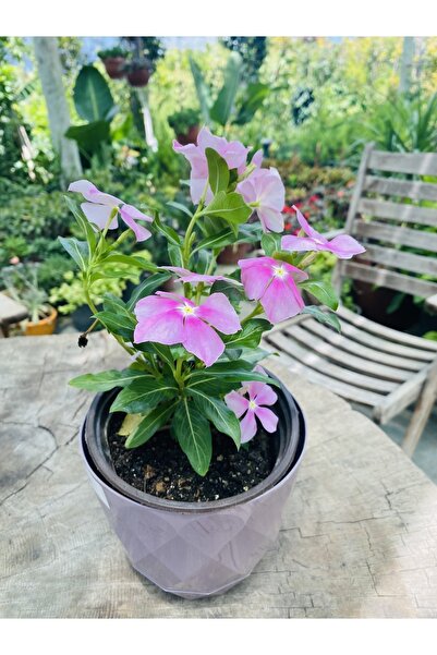 Nabagarden Vinka Çiçeği Açık Pembe