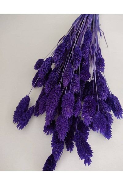 Aker Hediyelik Ξηρό λουλούδι Phalaris (Bird Grass) Μπουκέτο 20 κλαδιών