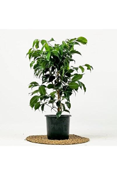 İklim Flowers Ficus Benjamina Danielle-benjamin Bitkisi 80cm