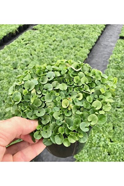 Genel Markalar Fare Kulağı Tohumu 200 Gr Fare Kulağı Çim Tohumu Kundura Çimi Tohum Gölge Çimi Dichondra Repens