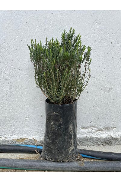 NARENCİYE FİDANIM Dağ Kekiği (zahter) Fidanı 10 Adet