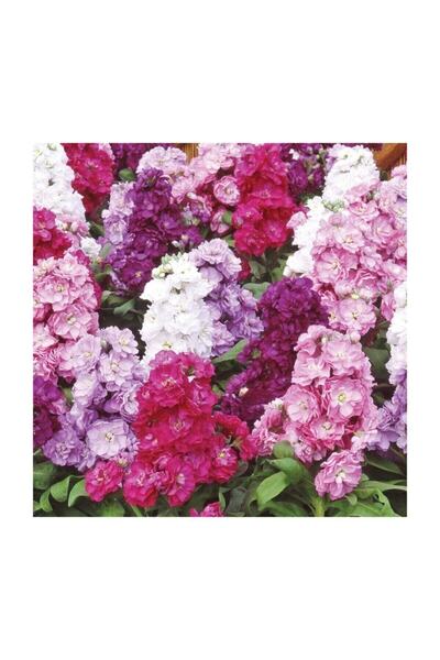 Arzuman Tohum Arzuman Şebboy Tohumu 100'lü