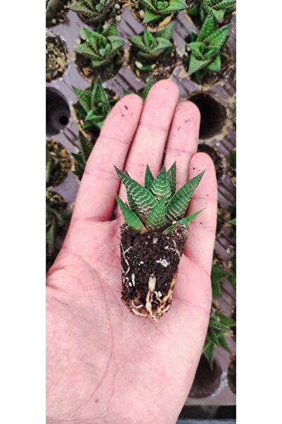 Ravza Çiçekçilik Haworthia Limifolia Fidesi