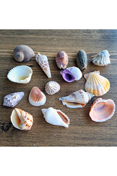 evinizdeki okyanus esintisi turkuaz hediyelik 2,5-4 Cm Naturel Renk Gerçek De...