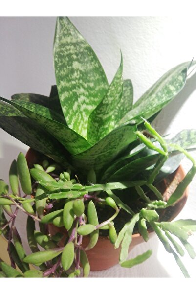 gökkuşağı dünyası Bodur Kılıç Çiçeği. Yakut Kolyesi Sukulent.