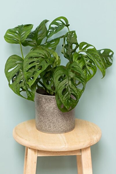 Hilal Garden Ithal Monstera Adansonii Monstera Monkey Mask Ithal Deve Tabanı