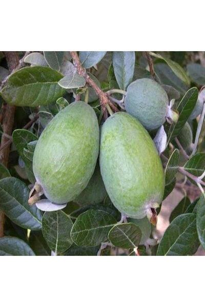Genel Markalar Tüplü Feijoa (KAYMAK AĞACI) Fidanı