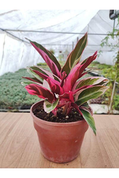 Ravza Çiçekçilik Calathea Triostar ( Doğa Çiçeği ) Renkli Yapraklı Salon Bitk...