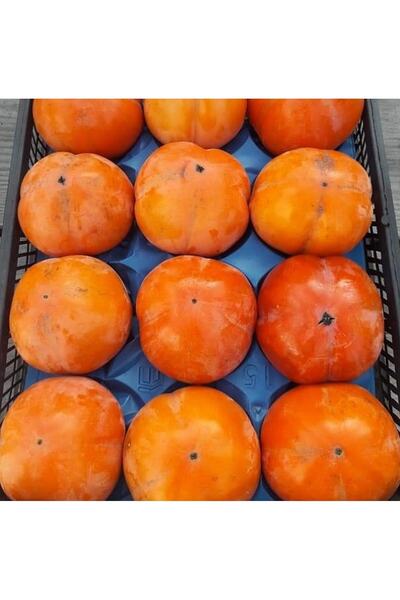 FidanDiyarı Fuyu Trabzon Hurması Fidanı 120-150 Cm, 3 Yaş, Tüplü/saksılı