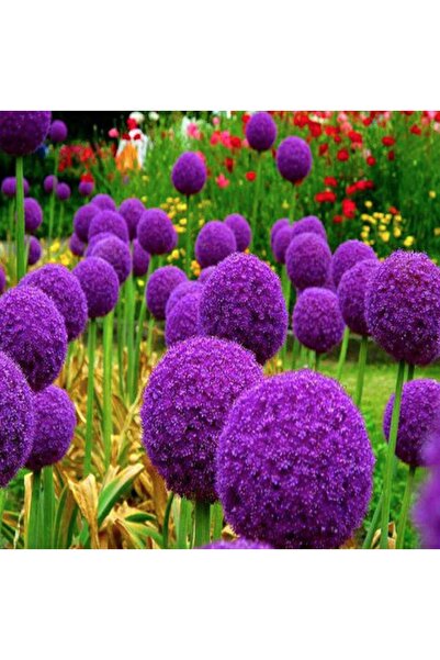 Tohum Dünyam 20 Adet Giant Ball Onion Allium Christophii Huge Hardy Perennial...