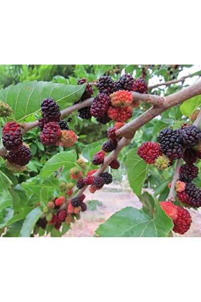 FidanDiyarı Ekşi Kara Dut Fidanı 120-150 Cm, 3 Yaş Tüplü/saksılı