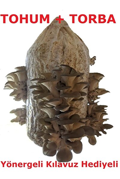 Genel Markalar Ortalama 1000 Adet Istiridye Kavak Kayın Mantarı Tohumu, Mantar Ekim Poşeti Ve Yönerge