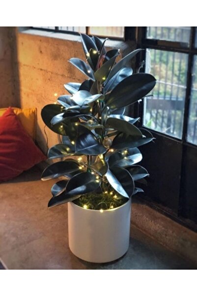 MorDekor Siyah Kauçuk Bitkisi / Ficus Elastika/ Black Ficus Elestika Tek Kök