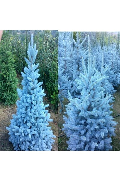 E-fidancim Mavi Ladin Tohumu (20 TOHUM)