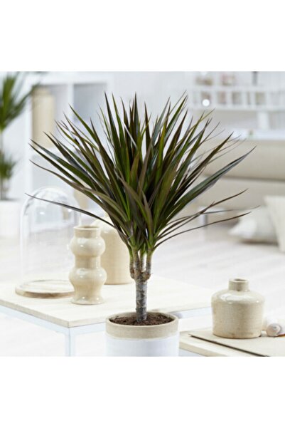 SELİNARYUM Dracena Marginata 30 cm Ev Bitkisi Saksı Bitkisi Ofis Bitkisi