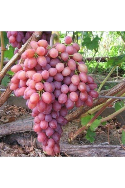 EvveBahce Tüplü Siirt Yüksek Aromalı Tayfi Üzüm Fidanı