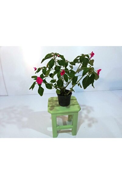 Genel Markalar Ahşap Tabure