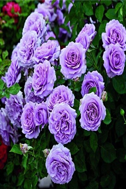 3 Rose Saplings ( Lilac Color ) Yediver Scented Open Root 1.5 Years Old