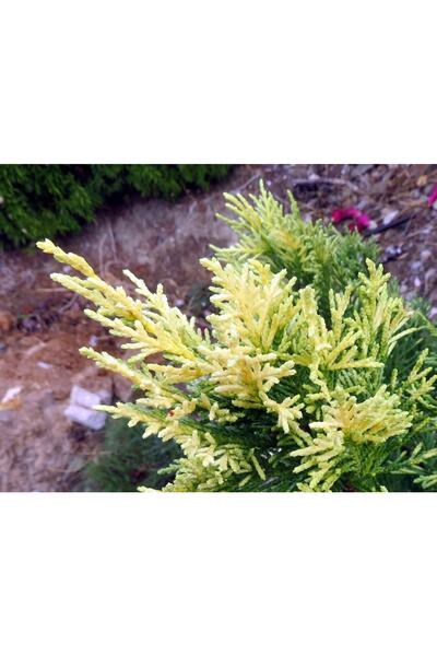 bahçevilya Leylandi Alacalı Tüplü 40/60 Cm Boy