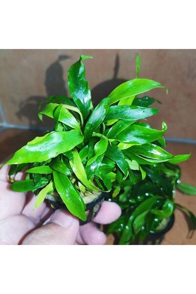 Atakan Petshop Anubias Glabra Minima Saksı Canlı Bitki