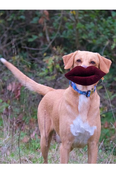 UTDpet Lippy Sound Lip Dog Toy + Bestie Traction Bone Dog Toy