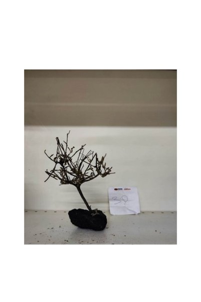 canlipetshop Özel Tasarım Akvaryum Dekoratif Ağaç Kaya 20*15 Cm No:30