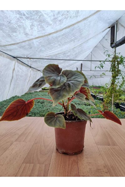 Genel Markalar Begonia Pink Yağlı Begonya 12 Cm Saksıda