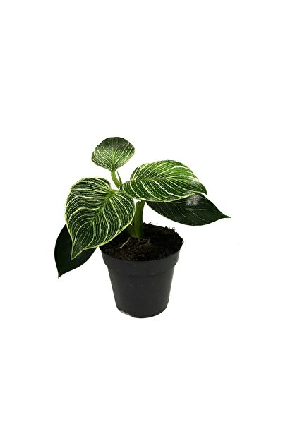 Betonish Philodendron 'birkin'