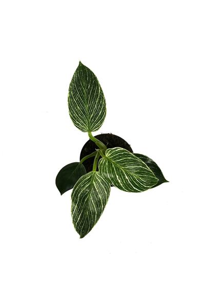 Philodendron Birkin Bitkisi Fiyatlar ve Modelleri - Trendyol
