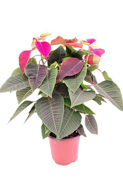 neva grup Ponsetya Atatürk Çiçeği 40-60cm