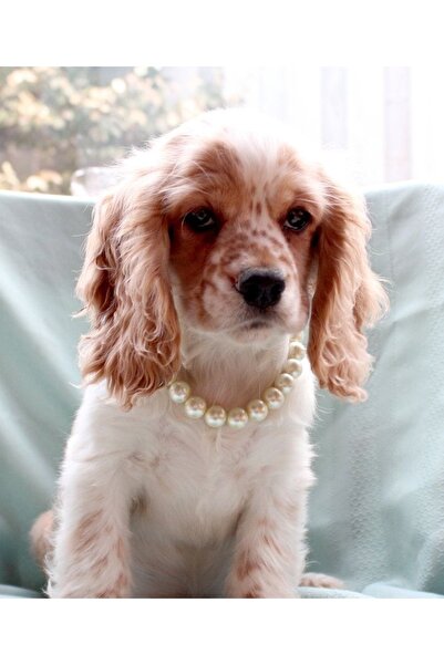 Nessa Evcil Hayvan Köpek Kolyesi Inci