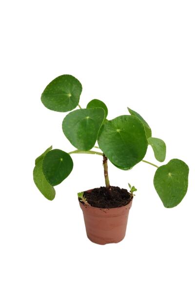 fidanova Pilea Çin Para Ağacı