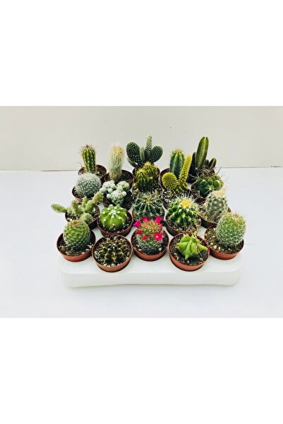 EGZOTİKBAHÇE 5'li Kaktüs Set Dolgun Formlu Kaktüs Çeşitleri