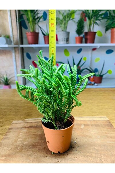 foliumbotanik Crassula Muscosa Prenses Çamı