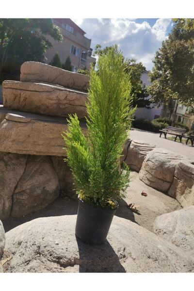 Genel Markalar Limon Selvi Fidanı 30-45 Cm