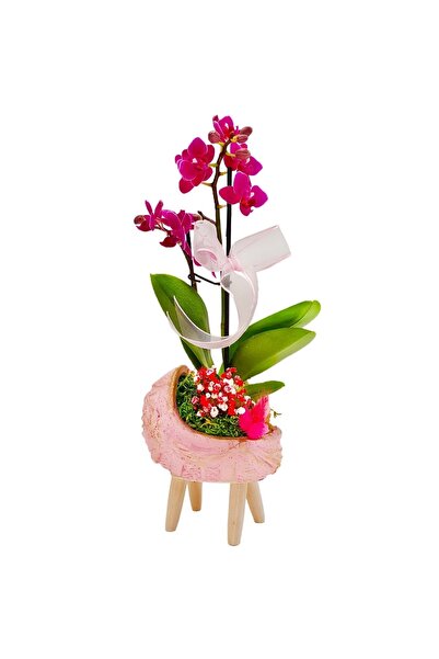 çiçekseli Pembe Beşik Beton Saksıda Mini Mor Orkide Canli Cicek Kız Bebek Hed...