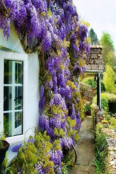 DH STORE Wisteria Sinensis Kokulu Çin Morsalkım Mor Salkım Fidanı 20-40 Cm Tüplü