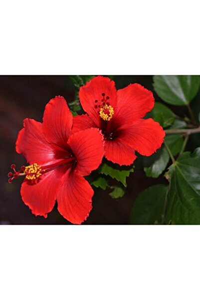 DH STORE Japon Gülü Fidanı Kırmızı 50-60 Cm Tüplü