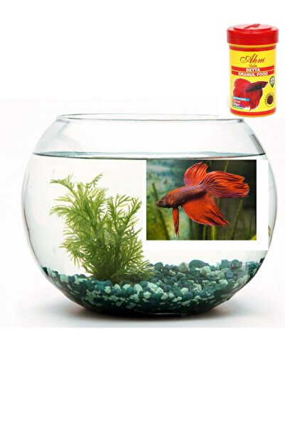 canlipetshop Hediyelik Beta Fanus Seti ( fanus - kum- yem)