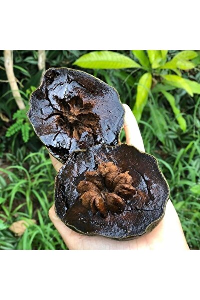 Alanyatropikal Tüplü Nadir Çikolata Meyvesi Black Sapote Ağacı Fidanı(80 120 Cm)