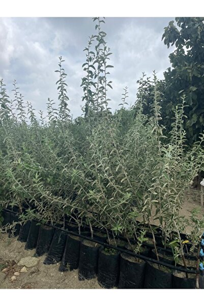 NARENCİYE FİDANIM Tüplü Kokulu Iğde Fidanı 2 Yaş 90-120 Cm