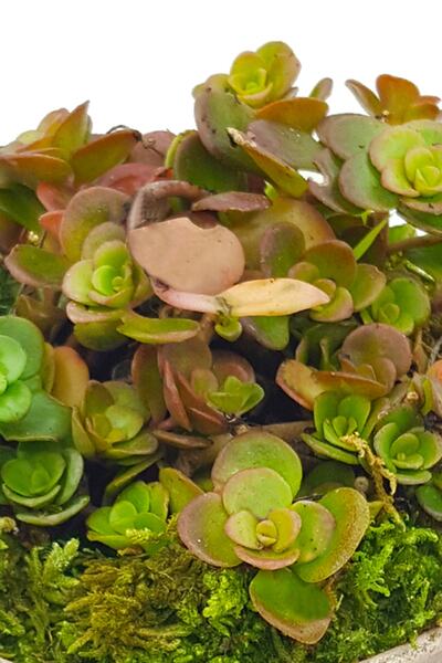 çiçekseli Vintage Seramik Saksıda Sedum & Dekoratif Bitki Canlı Bitki Sukulent & Salon Cicegi 10-15 Cm