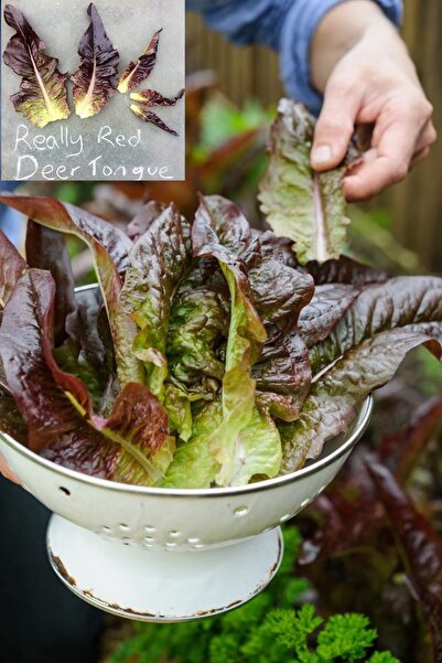 ZENGARDEN EV VE BAHÇE Kırmızı Marul Tohumu Atalık Geyik Dili Red Deer Tongue