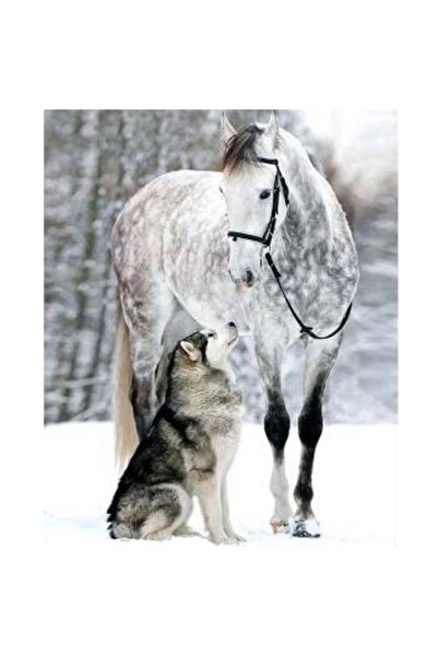 kendinyaphobi Sayılarla Boyama Seti Kasnaklı Benekli At Ve Kurt 40 X 50 Cm