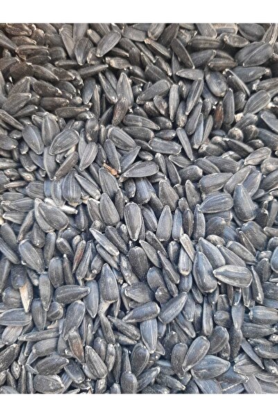 M&H Yağlık Ayçekirdeği Tavuk Güvercin Sultan Papağanı Yemi 5kg