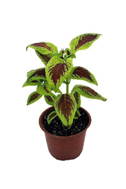 Anatolia Yaprak Güzeli Scarlet Coleus 15 cm H:25
