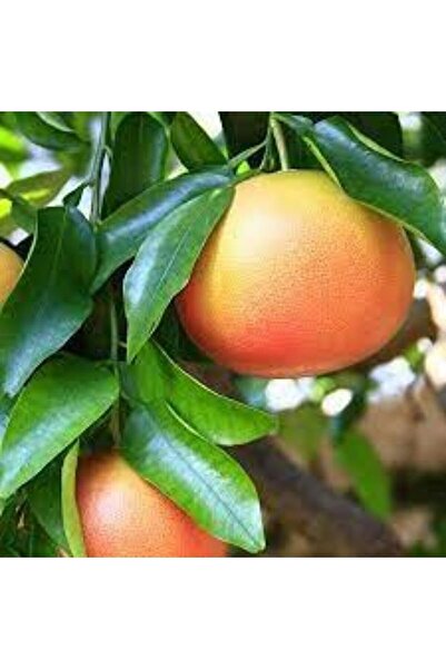 NARENCİYE FİDANIM Tüplü Aşılı Star Ruby Greyfurt Fidanı Içi Dışı Kırmızı 2 Ya...