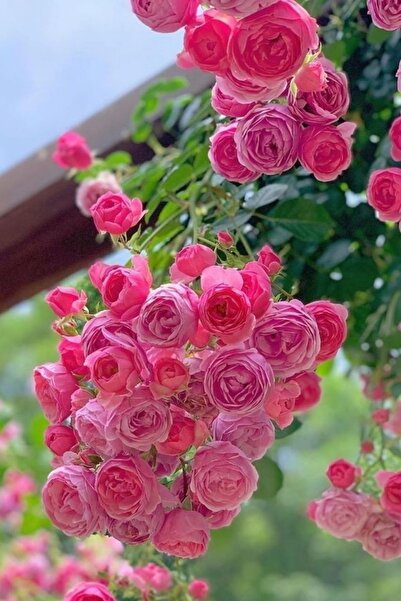 ÇİÇEKFLİX 1 Adet Katmerli Pembe Kokulu Açik Kök Fidesi 30-33cm