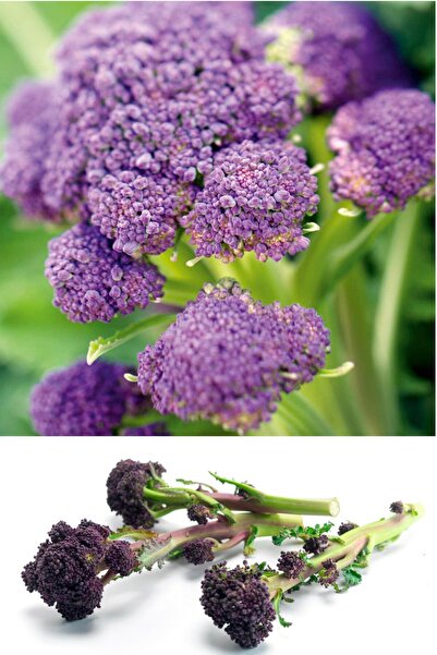 ZENGARDEN EV VE BAHÇE Mor Brokoli Tohumu Atalık Broccoli Purple