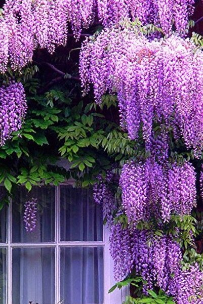 ÇİÇEKFLİX Mor Salkım Wisteria Sinensis Poşette 30-35cm